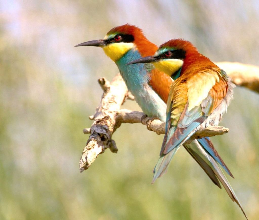 Les Oiseaux De Corse Olmuccio Hôtel Résidence